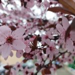 In aceasta noapte trecem la timpul de var a