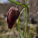 spectacol viu in geoparcul platoul mehedinti doua dintre cele mai frumoase plante au inflorit