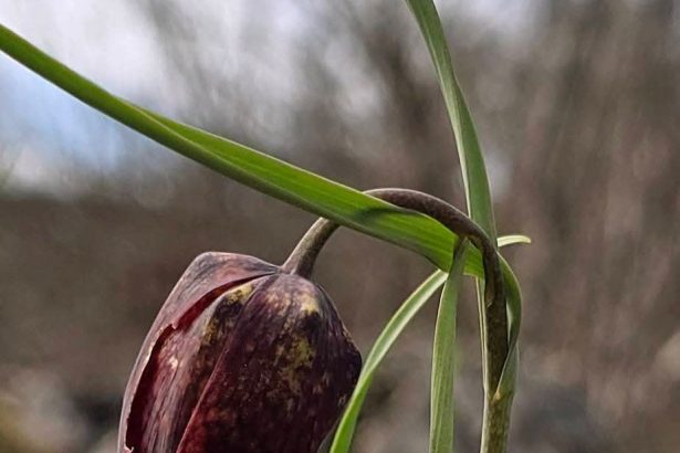 spectacol viu in geoparcul platoul mehedinti doua dintre cele mai frumoase plante au inflorit