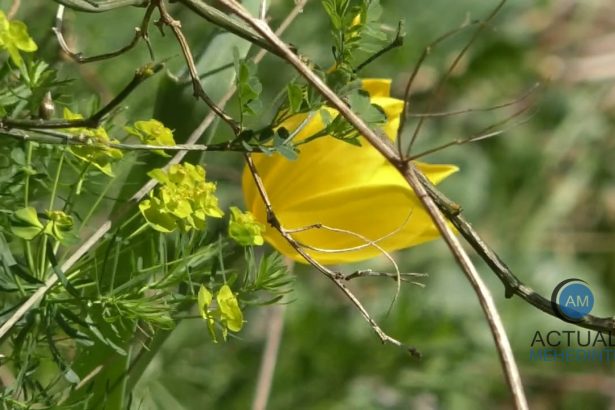 Spectacolul naturii Laleaua galbena de Cazane a inflorit Floarea o attractie pentru turisti