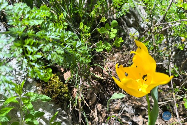 Un spectacol al naturii in Clisura Dunarii Laleaua galbena de la Cazane un tablou de poveste