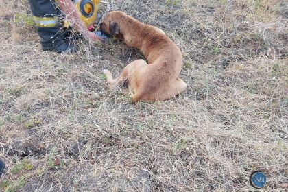 In fata flacarilor pompierii au ales sa ofer e speranta catesel abandonat si ranit salvat din foc