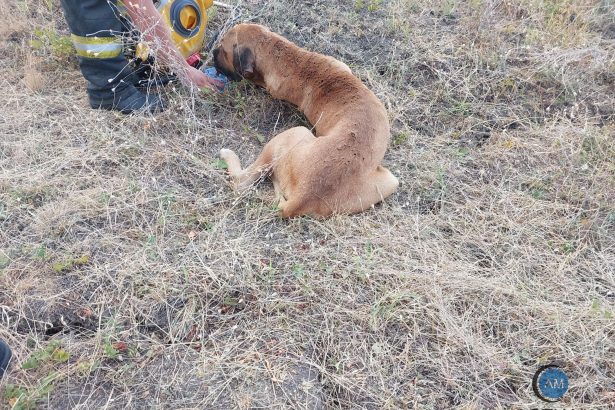In fata flacarilor pompierii au ales sa ofer e speranta catesel abandonat si ranit salvat din foc