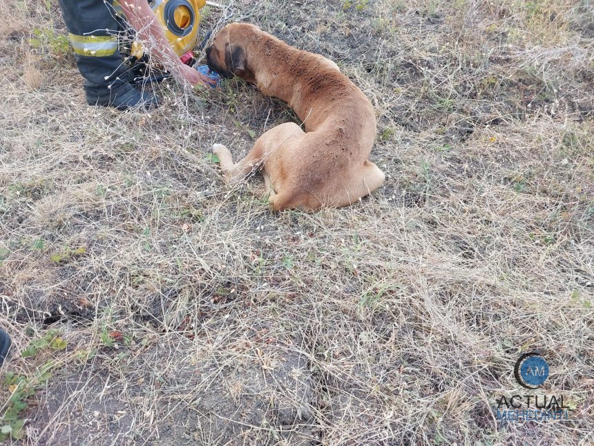 In fata flacarilor pompierii au ales sa ofer e speranta catesel abandonat si ranit salvat din foc