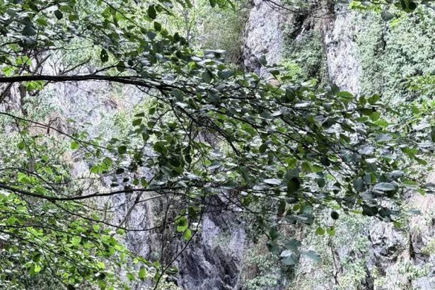 Peste o mie de turisti au vizitat in weekend Pestera Topolnita la cea de a 63 a editie a sarbatorii