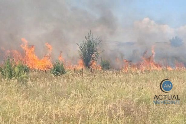 incendiu de vegetaie extins spre o plantatie de vit de vie i o pdure n devesel
