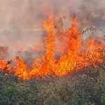 Amenzi de 40.000 de lei pentru terenurile neîngrijite