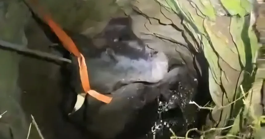 De la stingerea incendiilor la salvarea unui animal din fântână