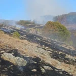 Patru incendii violente în județ; la Orșova intervin pompieri și angajați ai Parcului