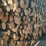 Bărbat din Grozești, cercetat de poliție după ce a furat lemne dintr-o pădure