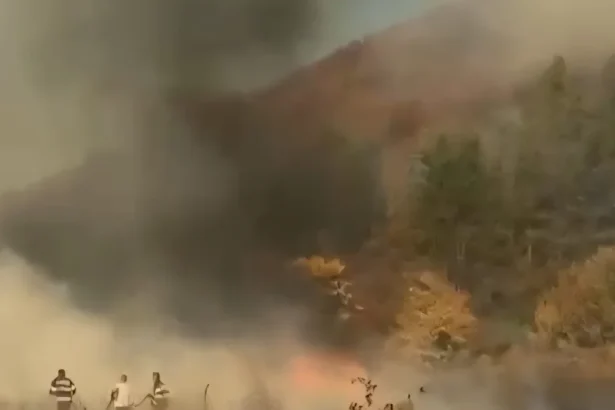 Incendiu puternic la Cerna-Vârf: ard vegetația uscată și o pădure de pin
